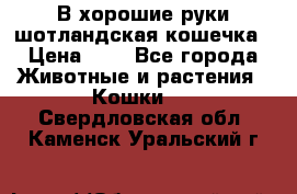 В хорошие руки шотландская кошечка › Цена ­ 7 - Все города Животные и растения » Кошки   . Свердловская обл.,Каменск-Уральский г.